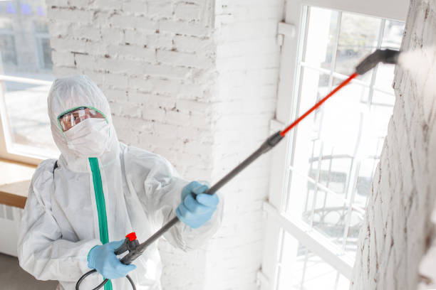 Reliable Palmer Heights, PA Mold Removal Solutions