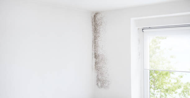 Reliable Palmer Heights, PA Mold Removal Solutions