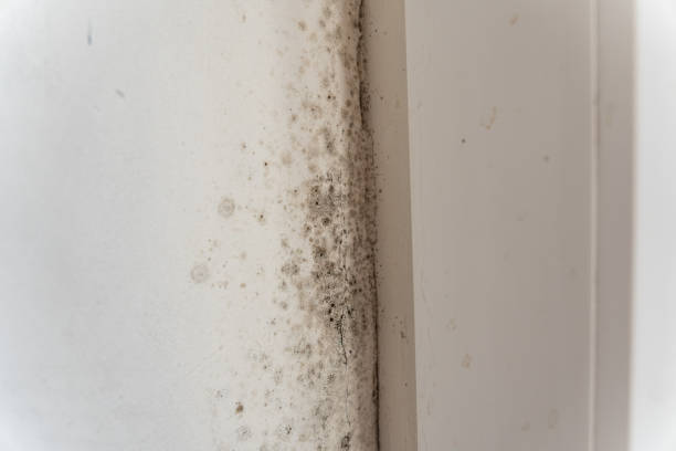 Best Mold Remediation for Rental Properties  in Lmer Heights, PA